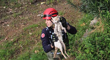 Derede mahsur kalan kedi, itfaiyeye zor anlar yaşattı