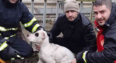 Dereye düşen köpeği itfaiye ekipleri kurtardı