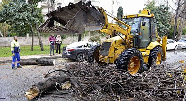 Devrilen ağaç lüks otomobili hurdaya çevirdi