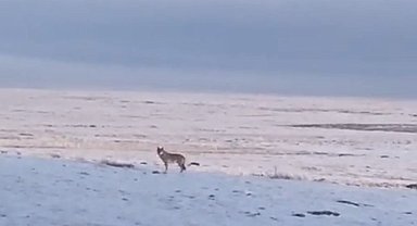 Dondurucu soğuk sebebiyle aç kalan kurt, Ardahan Ovası'na indi