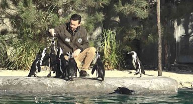 Dünya Penguen Günü'nde sardalya sürprizi