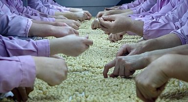 Düzce'den geçen yıl 20 bin 229 ton 35 kilo fındık ihraç edildi