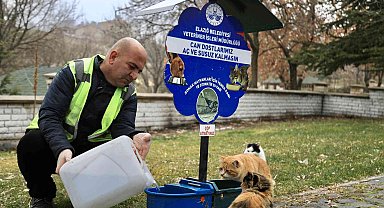 Elazığ Belediyesi, sokak hayvanlarını yalnız bırakmıyor