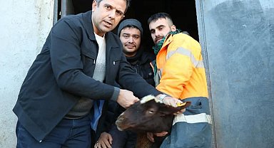 Elazığ'da anaç koyun ve keçi tespit çalışmaları sürüyor