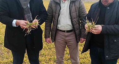 Elazığ'da hububat ve meyve ağaçlarında fenolojik gözlem çalışması yapıldı