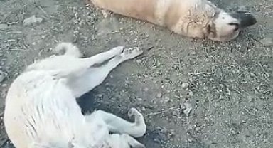 Elazığ'da köpek katliamı: 10 köpek zehirlendi