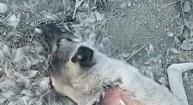 Elazığ'da zehirlenerek öldürülen köpekler için soruşturma başlatıldı