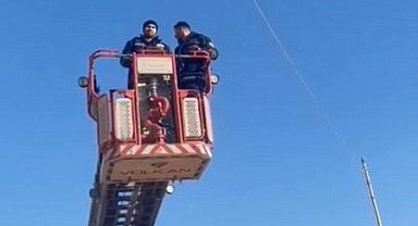 Elektrik tellerinde mahsur kalan güvercinler kurtarıldı