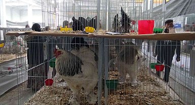 En güzel tavşan, kaz, tavuk ve güvercin seçildi
