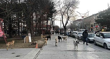 Erzincan'da hayvan barınağı, sosyal medyaya düşen görüntülerle gündem oldu
