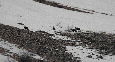 Erzincan'da, sürü halindeki şamualar görüntülendi