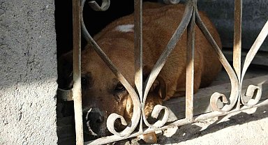 Evin bodrumunda mahsur kalan köpek itfaiye ekiplerince kurtarıldı