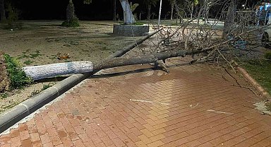Fırtına Bodrum'da ağaçları devirdi
