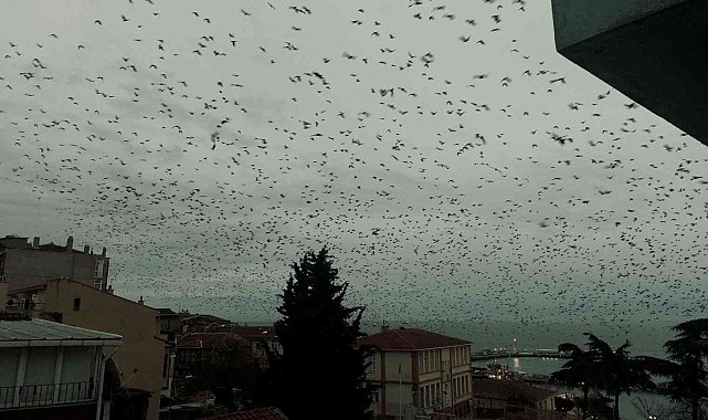Gökyüzünü kaplayan karga sürüsü korku filmlerini aratmadı
