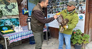 Gökyüzünün efendisi şahin, yaralı halde bulundu