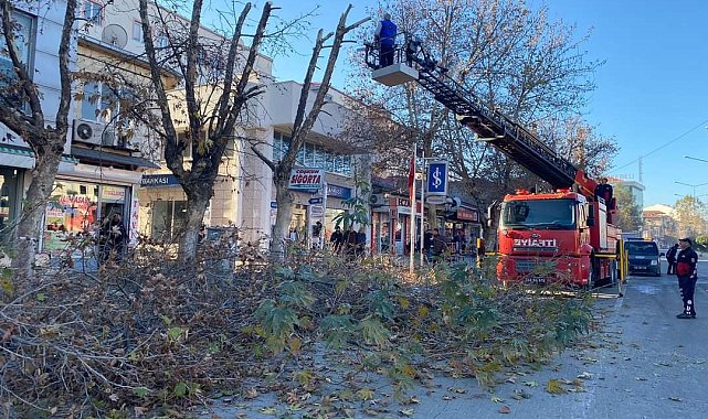 Gölbaşı'nda ağaçlar budanıyor
