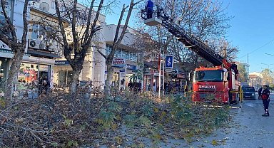Gölbaşı'nda ağaçlar budanıyor