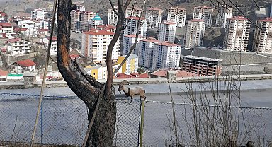 Gümüşhane dağlarının süsü Yaban Keçileri bu kez il merkezine indi