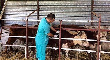 Hayvan hastalıkları ile mücadele sürüyor