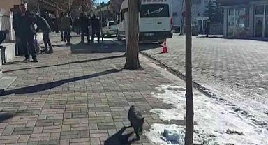 Hozat'ta kuduz karantinası: Sokak hayvanları aşılanıyor