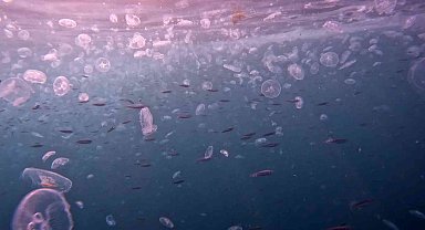 İstanbul Boğazı'nda denizanası istilası su altından görüntülendi