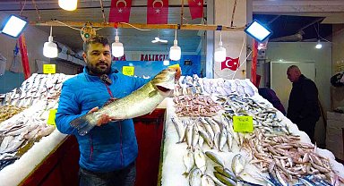 İzmir Foça tezgahlarında levrek bolluğu