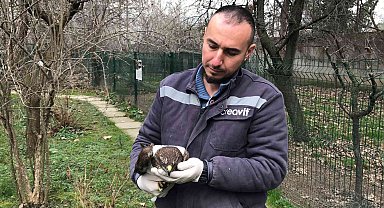 Jandarma ekiplerinin bulduğu yaralı doğan tedavi altında