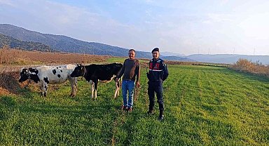 Jandarma kayıp hayvanlar için seferber oldu