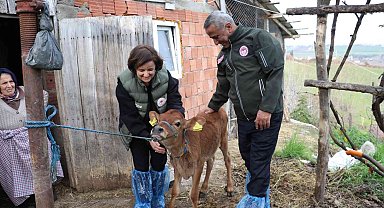 Jersey ırkında suni tohumlama meyvelerini vermeye başladı
