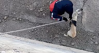 Kanala düşen köpeği itfaiye kurtardı
