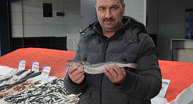 Karadeniz'de çıkmayan balık, yolunu şaşırıp Ordu'ya kadar geldi