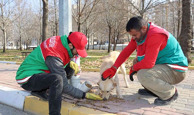 Karaköprü'de sokak hayvanları için dönüştürülmüş kaplar