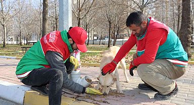 Karaköprü'de sokak hayvanları için dönüştürülmüş kaplar