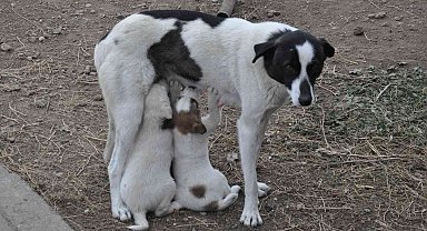 Kars'ta anne köpek yavrularını doyurdu