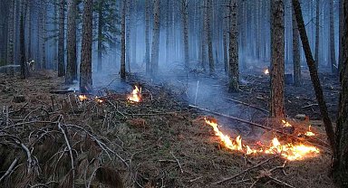 Kaz Dağları'nda ormanlık alanda örtü yangını devam ediyor