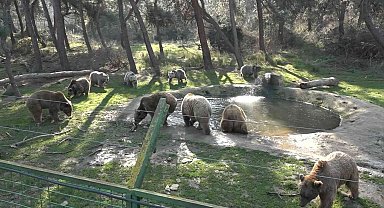 Kış geldi, ayıların uykusu yine gelmedi