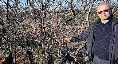 Kış ortasında çiçek açan badem ağaçları şaşırttı