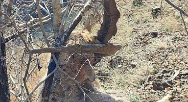 Koruma altındaki dağ keçisini avladılar