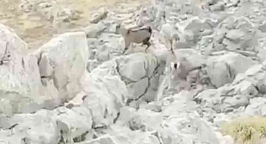 Kozluk'ta kayalıklarda dağ keçisi görüntülendi