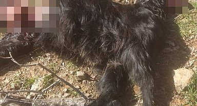 Kurt saldırısına uğrayan 18 keçi telef oldu, 6'sı yaralandı