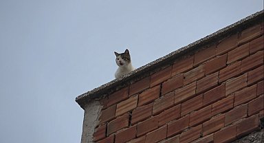 Mahsur kalan kedi 5. kattan aşağıya 4 ayağının üstüne düştü