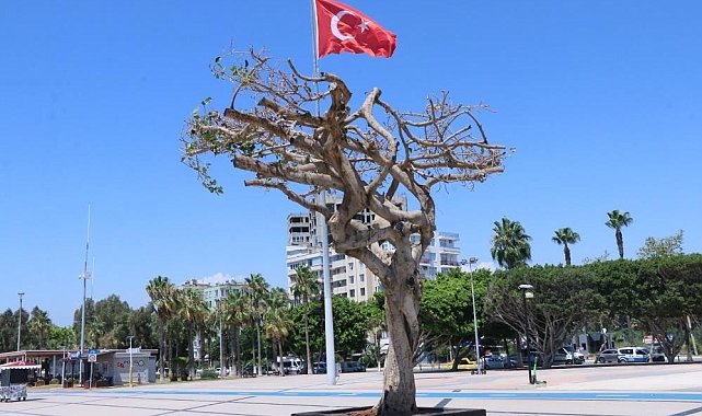 Mersin'deki ağaç kurutulması davasında karar çıktı