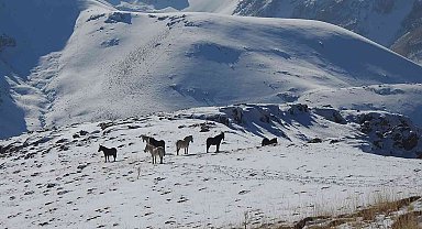 Munzur Dağlarındaki yılkı atları görüntülendi