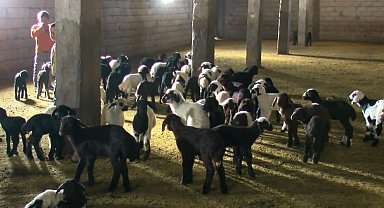 Muş'ta 550 bin kuzu ve 40 bin oğlağın doğumu bekleniyor