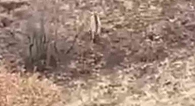 Nesli tükenme tehlikesi altındaki çizgili sırtlan Elazığ'da görüntülendi