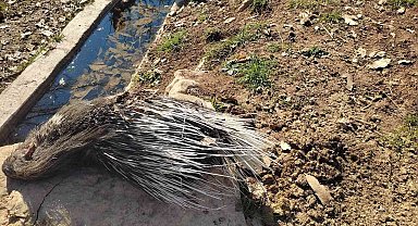 Nesli tükenme tehlikesi altındaki oklu kirpi telef olmuş halde bulundu