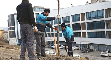Nilüfer'de ağaçlandırma çalışmaları başladı