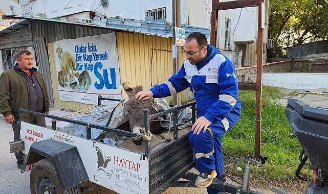 Ölüme terk edilen eşek, Osmaniye'de tedavi altına alındı
