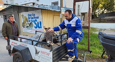 Ölüme terk edilen eşek, Osmaniye'de tedavi altına alındı
