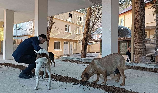 Osmaniye Belediyesi, sokak hayvanlarına umut oluyor